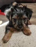 Green jeans, a female Yorkshire Terrier for sale in Jewett, IL – Photo 4 of 5