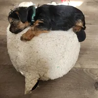 Green jeans, a female Yorkshire Terrier for sale in Jewett, IL – Photo 3 of 5