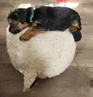 Green jeans, a female Yorkshire Terrier for sale in Jewett, IL – Photo 3 of 5