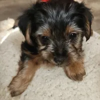 Green jeans, a female Yorkshire Terrier for sale in Jewett, IL – Photo 2 of 5