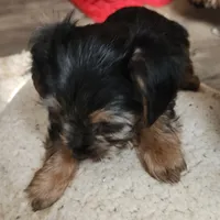 Green jeans, a female Yorkshire Terrier for sale in Jewett, IL – Photo 5 of 5