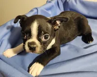 Boston boy, a male Boston Terrier for sale in Jewett, IL – 2 of 4