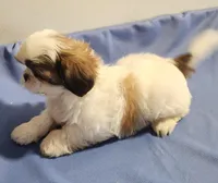 Sarge, a male Shih Tzu for sale in Jewett, IL – 3 of 5