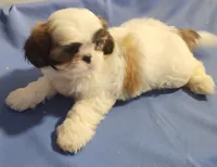 Sarge, a male Shih Tzu for sale in Jewett, IL – 2 of 5