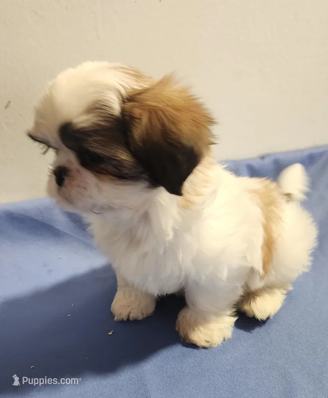 Sarge – Shih Tzu puppy for sale in Jewett, IL