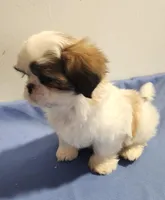 Sarge, a male Shih Tzu for sale in Jewett, IL – 1 of 5