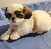 Sarge, a male Shih Tzu for sale in Jewett, IL – 4 of 5