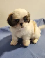 Sarge, a male Shih Tzu for sale in Jewett, IL – 5 of 5