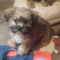 Bruno, a male Shih Tzu for sale in Jewett, IL – Photo 1 of 4