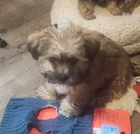 Bruno, a male Shih Tzu for sale in Jewett, IL – Photo 2 of 4