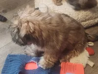 Bruno, a male Shih Tzu for sale in Jewett, IL – Photo 4 of 4