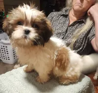 Jess, a female Shih Tzu for sale in Jewett, IL – 3 of 3