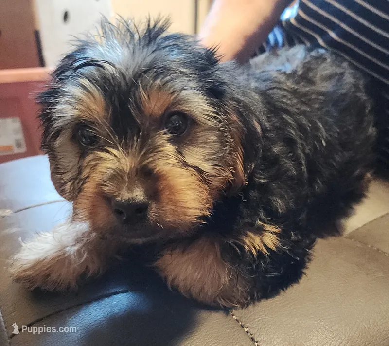 Zack – Yorkshire Terrier puppy for sale in Jewett, IL