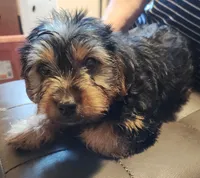 Zack, a male Yorkshire Terrier for sale in Jewett, IL – 1 of 5