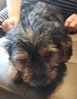 Zack, a male Yorkshire Terrier for sale in Jewett, IL – 4 of 5