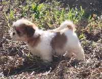 Tom, a male Shih Tzu for sale in Jewett, IL – 4 of 5