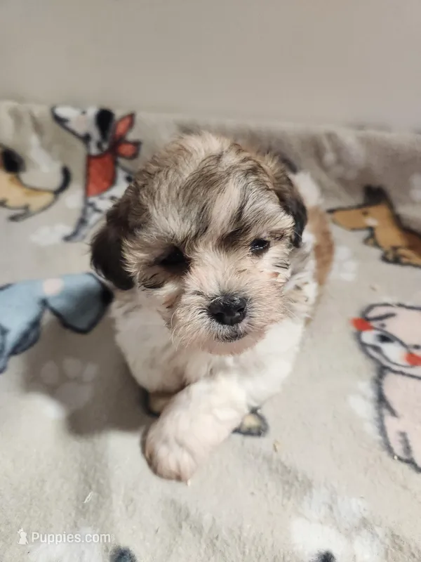 Shihpoo B2 – Shih Tzu, Poodle - Miniature  puppy for sale in Jewett, IL