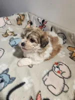 Shihpoo B2, a male Shih Tzu and Poodle - Miniature  for sale in Jewett, IL – Photo 3 of 4