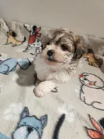 Shihpoo B2, a male Shih Tzu and Poodle - Miniature  for sale in Jewett, IL – Photo 2 of 4