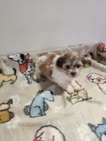 Shihpoo B2, a male Shih Tzu and Poodle - Miniature  for sale in Jewett, IL – Photo 4 of 4