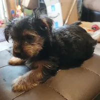 Daffodil, a female Yorkshire Terrier for sale in Jewett, IL – 4 of 4