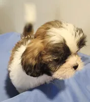 Sarah, a female Shih Tzu for sale in Jewett, IL – 2 of 4