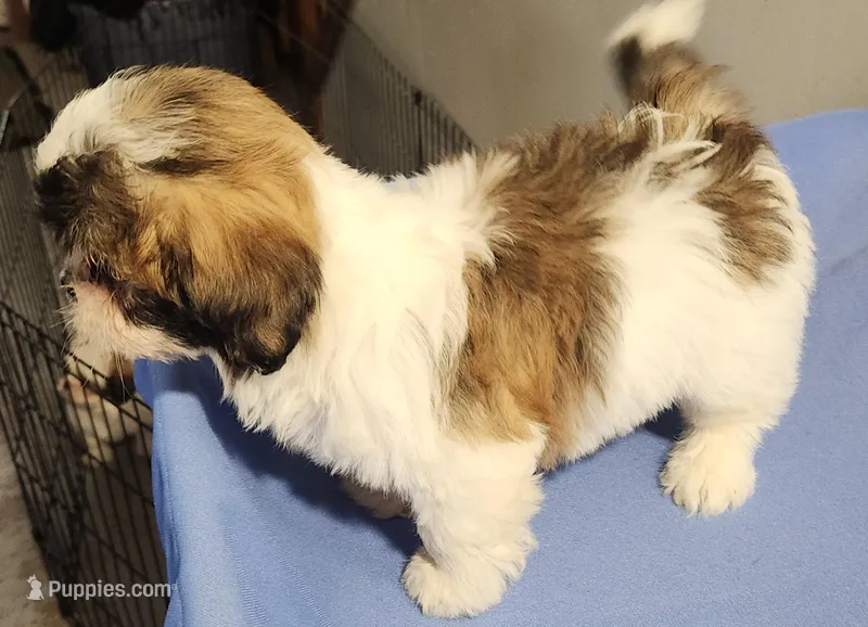 Sarah – Shih Tzu puppy for sale in Jewett, IL