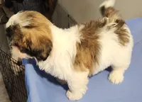 Sarah, a female Shih Tzu for sale in Jewett, IL – 1 of 4