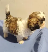 Sarah, a female Shih Tzu for sale in Jewett, IL – 4 of 4