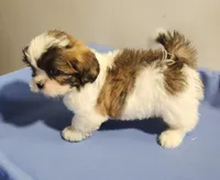 Sarah, a female Shih Tzu for sale in Jewett, IL – 3 of 4