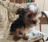 Tiny boy, a male Yorkshire Terrier for sale in Jewett, IL – Photo 4 of 4