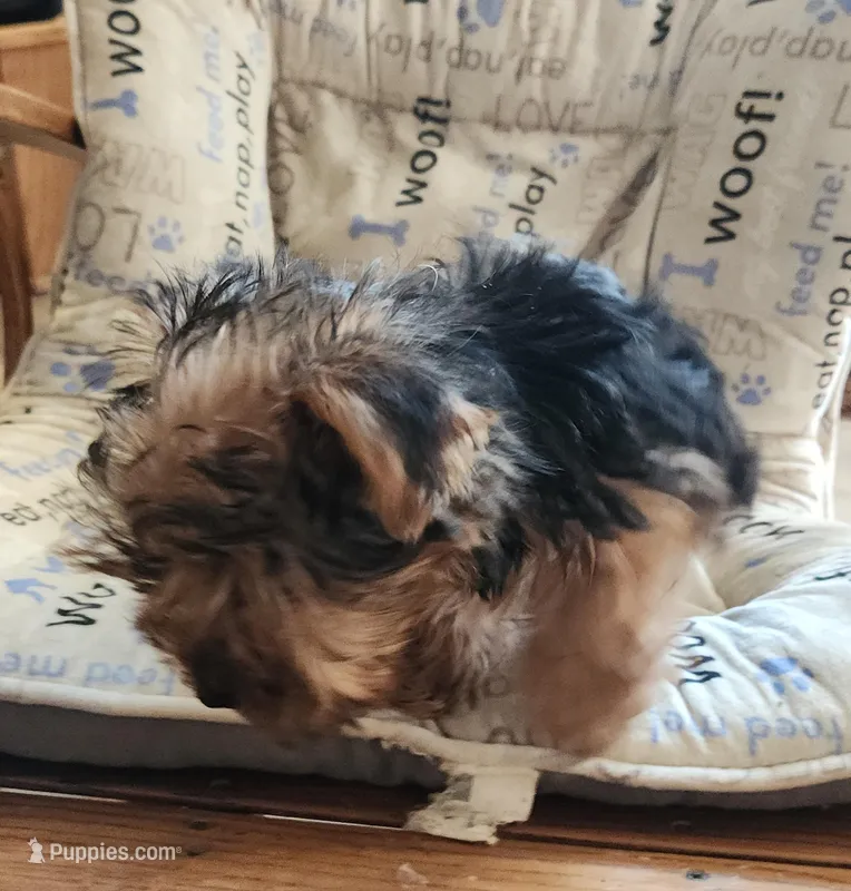 Tiny boy – Yorkshire Terrier puppy for sale in Jewett, IL