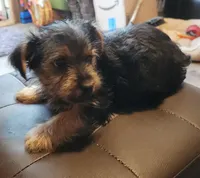 Daffodil, a female Yorkshire Terrier for sale in Jewett, IL – 1 of 4