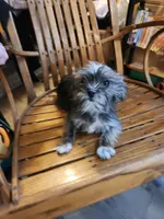Blaze, a female Shih Tzu and Yorkshire Terrier for sale in Jewett, IL – 2 of 3