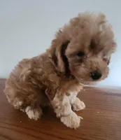 Red boy 3, a male Poodle - Miniature  for sale in Jewett, IL – Photo 4 of 4