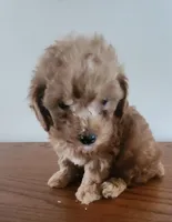 Red boy 3, a male Poodle - Miniature  for sale in Jewett, IL – Photo 3 of 4