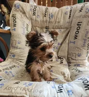 Teacup boy, a male Yorkshire Terrier for sale in Jewett, IL – Photo 5 of 5