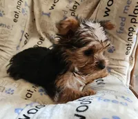 Teacup boy, a male Yorkshire Terrier for sale in Jewett, IL – Photo 2 of 5