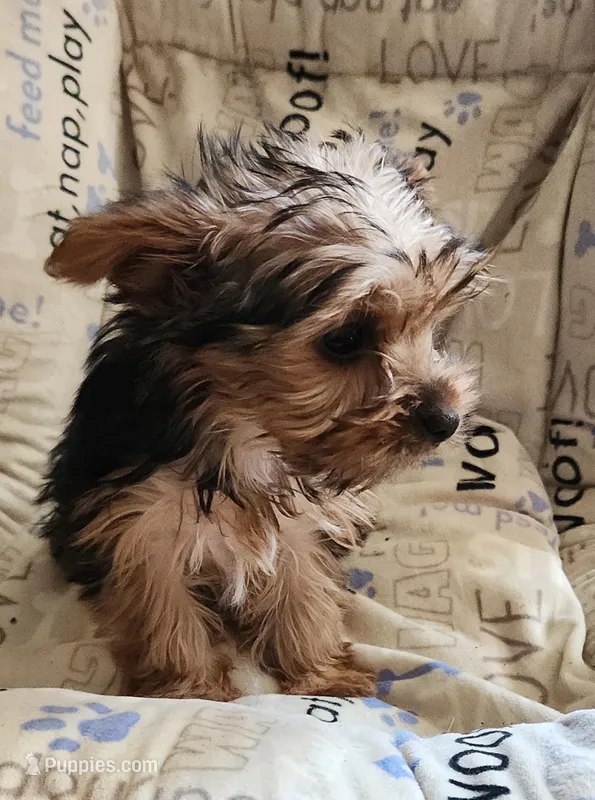 Teacup boy – Yorkshire Terrier puppy for sale in Jewett, IL