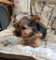Teacup boy, a male Yorkshire Terrier for sale in Jewett, IL – Photo 3 of 5