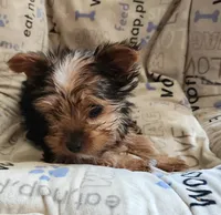 Teacup boy, a male Yorkshire Terrier for sale in Jewett, IL – Photo 4 of 5