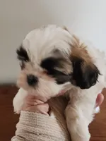 Shitzu boy 2, a male Shih Tzu for sale in Jewett, IL – Photo 4 of 4