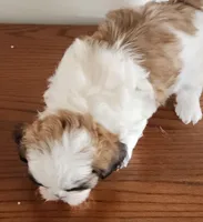 Shitzu boy 2, a male Shih Tzu for sale in Jewett, IL – Photo 3 of 4