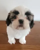 Shitzu boy 2, a male Shih Tzu for sale in Jewett, IL – Photo 2 of 4