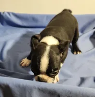 Boston girl, a female Boston Terrier for sale in Jewett, IL – 3 of 3