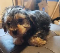 Blue Bell, a female Yorkshire Terrier for sale in Jewett, IL – 2 of 4