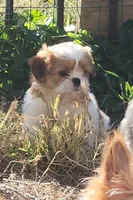 Tom, a male Shih Tzu for sale in Jewett, IL – 2 of 5