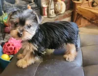 Tiny teacup, a female Yorkshire Terrier for sale in Jewett, IL – Photo 2 of 3