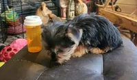 Tiny teacup, a female Yorkshire Terrier for sale in Jewett, IL – Photo 3 of 3