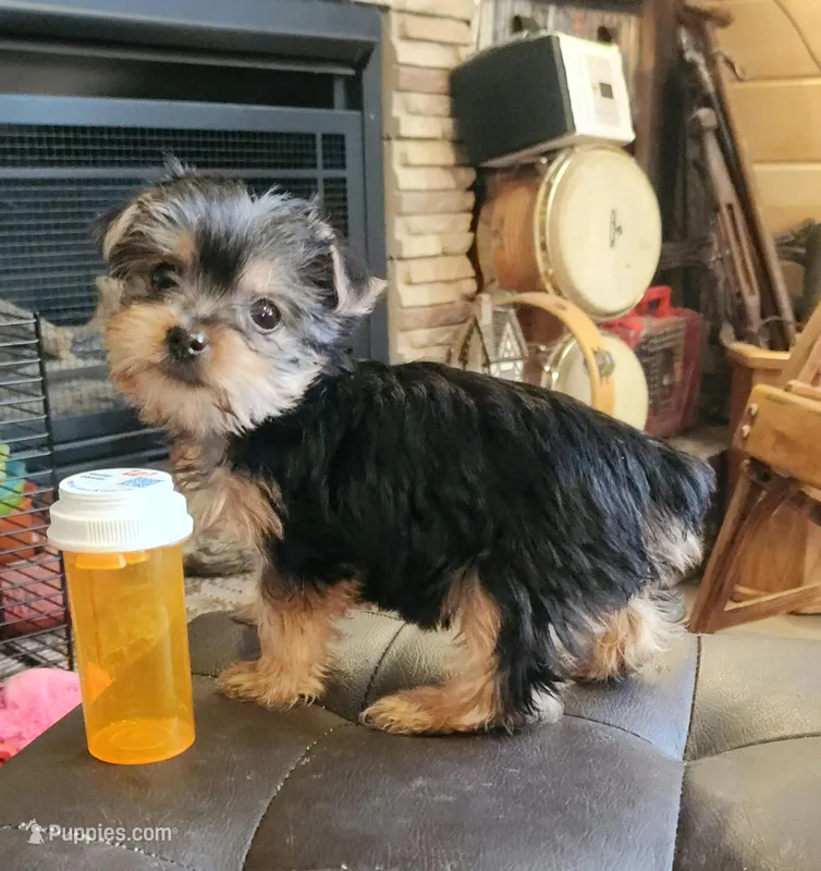 Tiny teacup, a female Yorkshire Terrier for sale in Jewett, IL – Photo 1 of 3